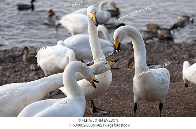 Whooper Swan Cygnus cygnus adults, fighting over food at edge of lake, Martin Mere, Lancashire, England, march