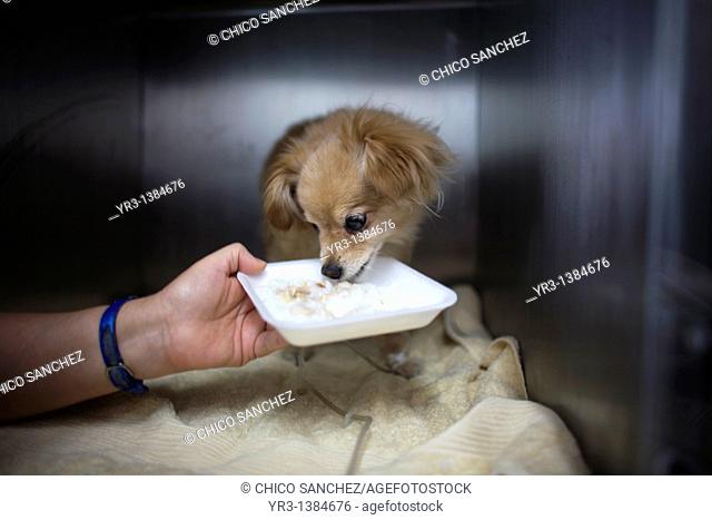 A woman gives food to her dog at a Pet Hospital in Condesa, Mexico City, Mexico, January 18, 2011