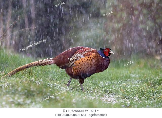 Common Pheasant Phasianus colchicus adult male, walking on garden lawn, in falling snow, Bentley, Suffolk, England, april