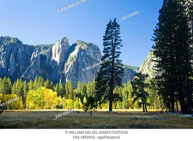 Yosemite Valley, Yosemite National Park, California, USA, Cathedral rocks and Cathedral Spires, Ponderosa pines Pinus ponderosa in El Capitan Meadow, November