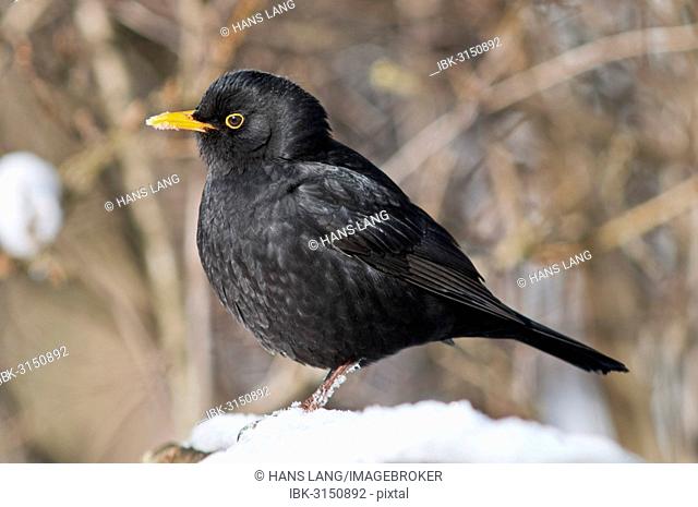 Blackbird (Turdus merula), male, foraging for food in the snow, Untergröningen, Abtsgmuend, Baden-Württemberg, Germany