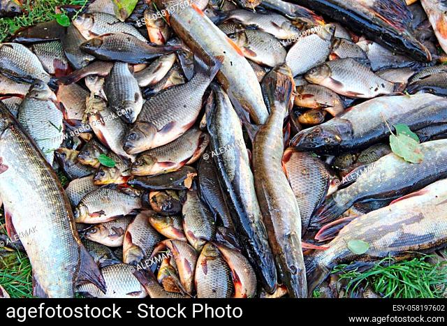 Caught crucians and pikes on green grass. Successful fishing. A lot of crucian carps and pikes. Freshly caught river fishes
