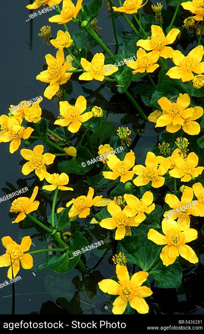 Marsh marigold (Caltha palustris), flowers, Ranunculaceae, garden plants, yellow, Europe, spring, vertical, flowering