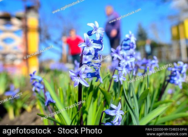 28 March 2022, Saxony-Anhalt, Schönebeck: Gardeners from the allotment garden association ""Gartenidyll"" tilling their beds between garden hyacinths