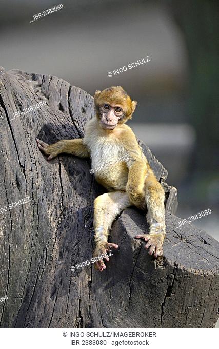 Young Barbary Macaque (Macaca sylvanus), North Africa