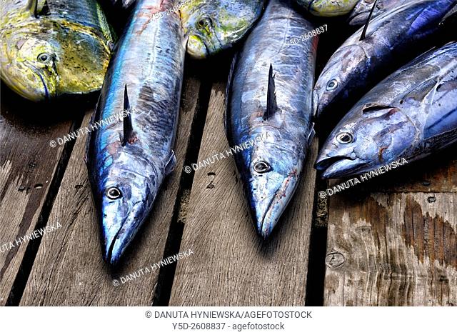 fishes caught in deep Indian Ocean - Wahoo - Acanthocybium solandri, Skipjack tuna or Oceanic Bonito - Katsuwonus pelamis