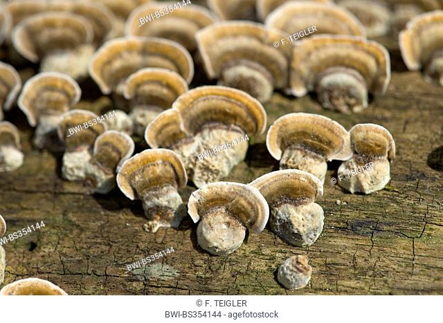 Turkey tail, Turkeytail, Many-zoned Bracket, Wood Decay (Trametes versicolor, Coriolus versicolor), several fruiting bodies at a tree trunk, Germany