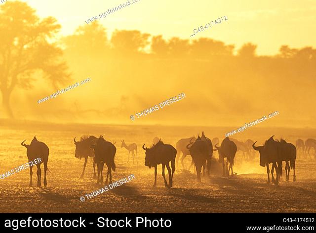 Blue Wildebeest (Connochaetes taurinus). Herd at sunrise. Behind them a group of springbok (Antidorcas marsupialis). Kalahari Desert
