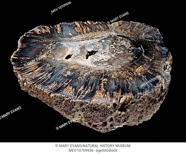 144-149 million year old specimen of a cycad from the Early Cretaceous, Maryland, USA