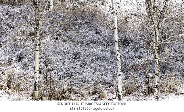 Canada, BC, Bridesville. Bare trees covered in snow and frost