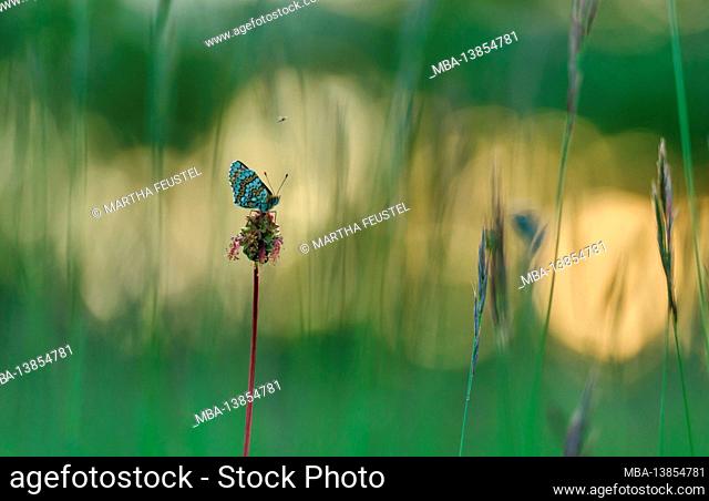 Macro shot of a common blue (Polyommatus icarus) on a plant