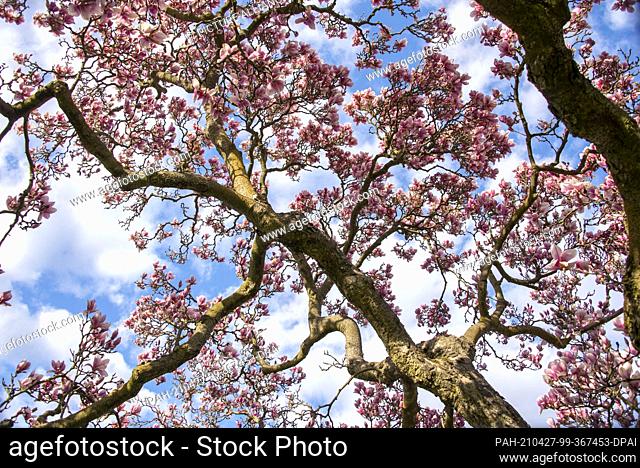 25 April 2021, Saxony-Anhalt, Magdeburg: Magnolias bloom in the Herrenkrug Park in Magdeburg. Photo: Stephan Schulz/dpa-Zentralbild/ZB