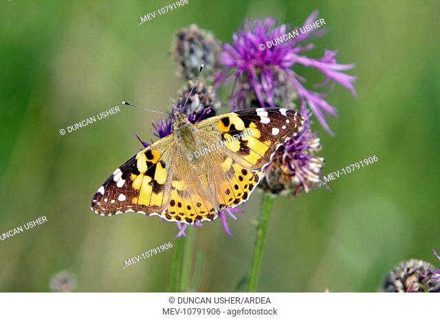 Butterfly, Painted Lady - feeding on knapweed flower, (Cynthia cardui)