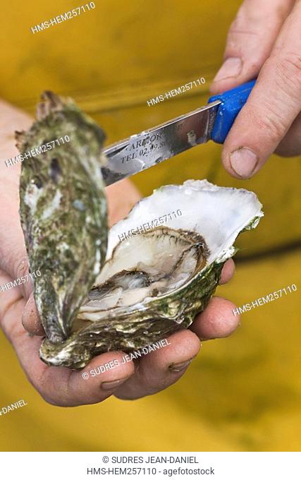 France, Cotes d'Armor, Paimpol, opening an oyster from company Bretagne, Entreprise Andre Arin