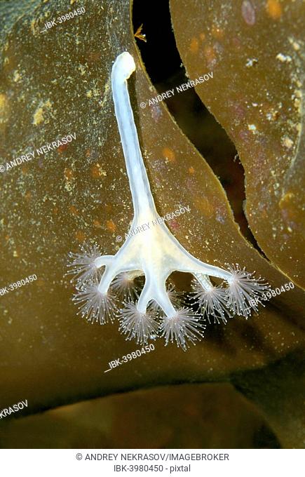 Stalked jellyfish (Lucernaria quadricornis), White Sea, Karelia, Arctic, Russia