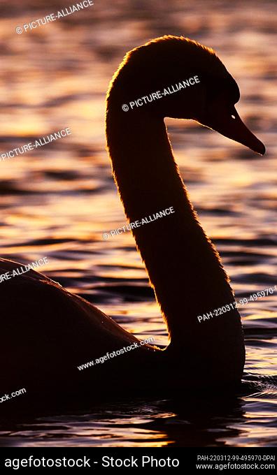 11 March 2022, Berlin: 11.03.2022, Berlin. A mute swan (Cygnus olor) swims on the Wannsee at sunset in the last light of the evening sun