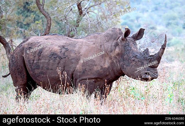 Breitmaulnashorn im Kruger Nationalpark, Südafrika, Breitlippennashorn, white rhinoceros, Ceratotherium simum