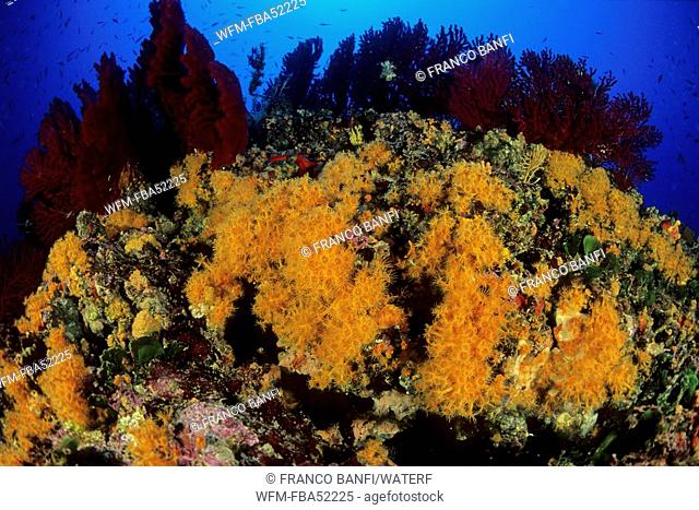 Reef with Parazoanthus and variable Gorgonians, Parazoanthus axinellae, Paramuricea clavata, Vis Island, Dalmatia, Adriatic Sea, Croatia