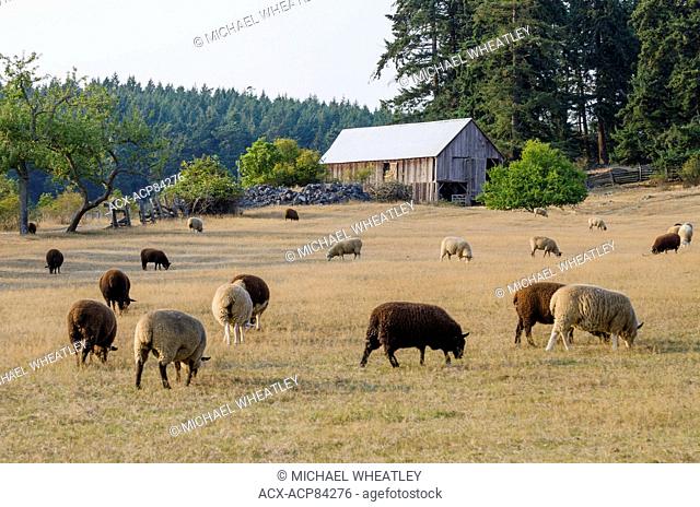 Domestic sheep, the Ruckle Farm, Ruckle Provincial Park, Salt spring Island, British Columbia, Canada