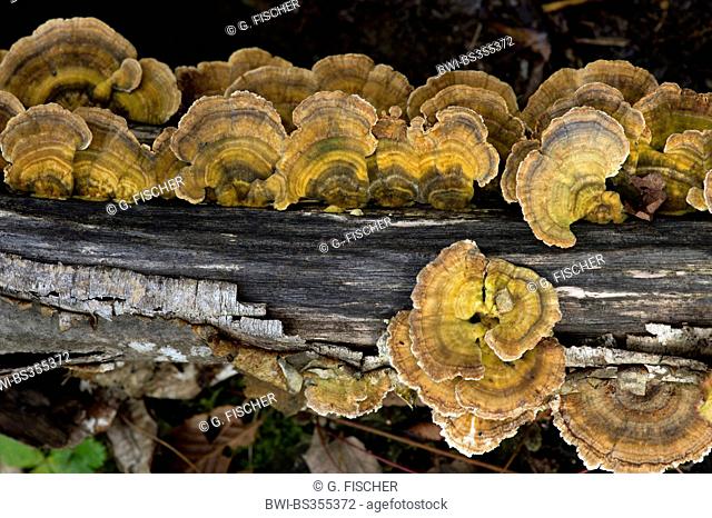 Turkey tail, Turkeytail, Many-zoned Bracket, Wood Decay (Trametes versicolor, Coriolus versicolor), fruiting bodies on deadwood, Switzerland, Versoix