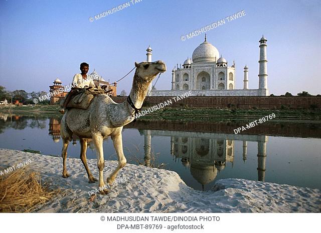 Man riding on camel at Taj Mahal Seventh Wonder of The World , Agra , Uttar Pradesh , India NO MR