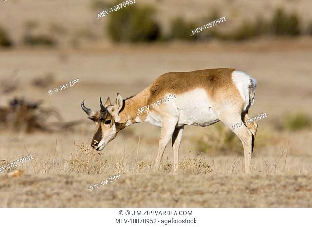 Pronghorn - on plains in New Mexico (Antilocapra americana). February