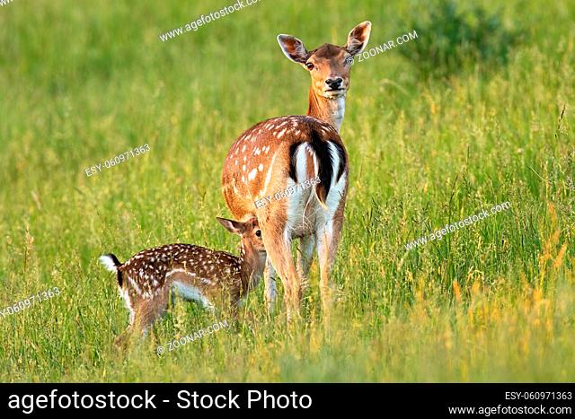 Fallow deer, dama dama, with fawn standing on meadow in summer nature. Young spotted mammal hiding behind the hind on grass