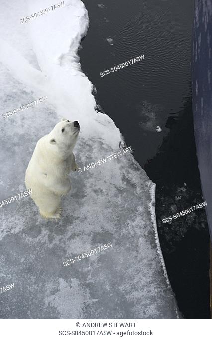Polar Bear Longyearbyen, Nordaustlandet, South Severn Is, Svalbard, Norway