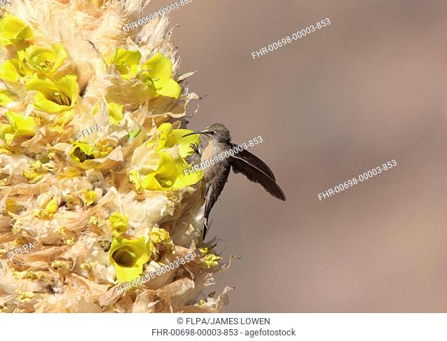 Andean Hillstar Oreotrochilus estella adult female, feeding on flowers, perched as standard energy saving behaviour at 3500m altitude, Santa Victoria Road