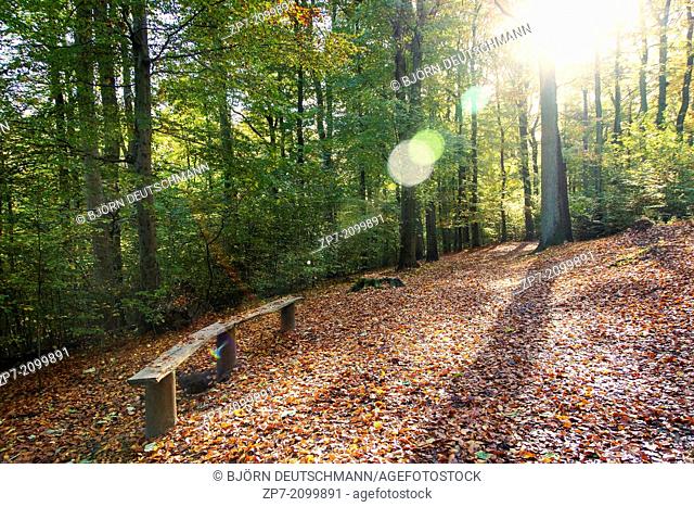 An autumn landscape in a forest in Kiel