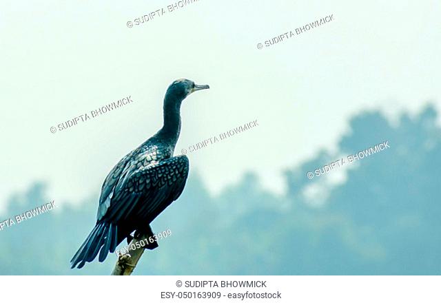Double-crested (Phalacrocorax auritus) Cormorant, a matte black fishing bird in Kumarakom- Bird- Sanctuary. Popular in rivers lakes and coastal areas of North...