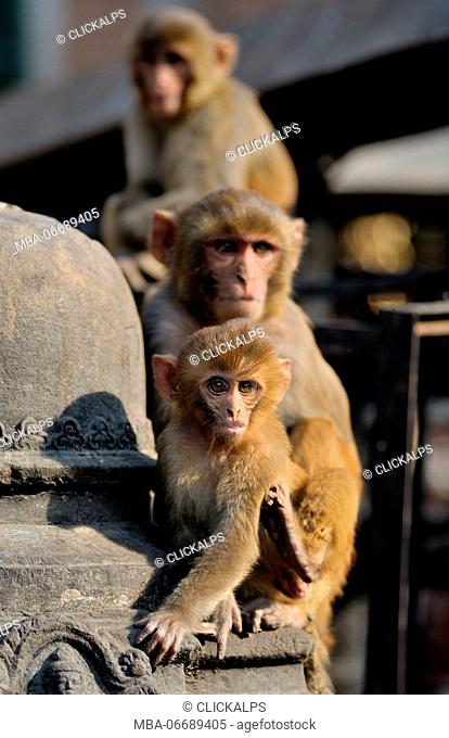 3 monkeys enjoying the sun at Swayambhunath temple, also known as the monkey temple