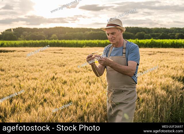 Senior farmer wearing apron examining crop on field