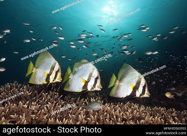 Pinnate Batfish, Platax pinnatus, Raja Ampat, West Papua, Indonesia