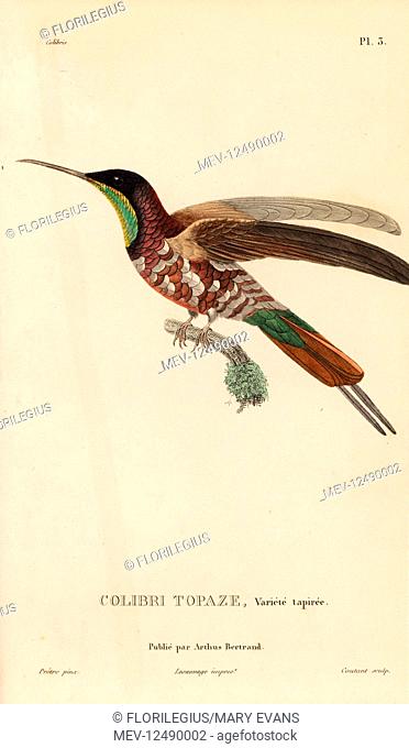 Crimson topaz, Topaza pella (Trochilus pella). Variety with modified plumage. Handcolored steel engraving by Coutant after an illustration by Jean-Gabriel...