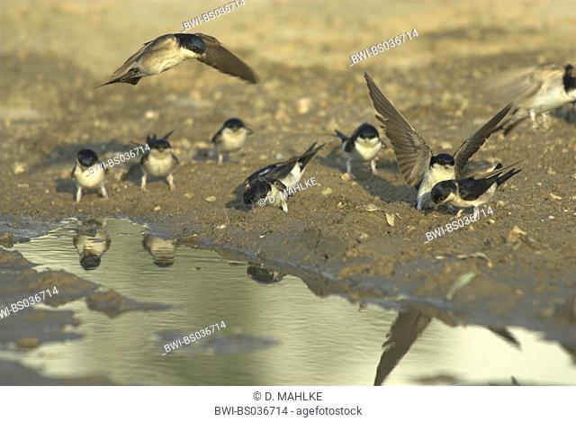 common house martin (Delichon urbica), a group of animals picking up nesting material, Spain, Extremadura, Monfrague National Park