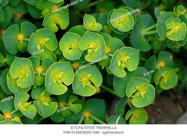 Sea Spurge Euphorbia paralias close-up of leaves, bracts and developing fruits, Kimmeridge Bay, Dorset, England, june