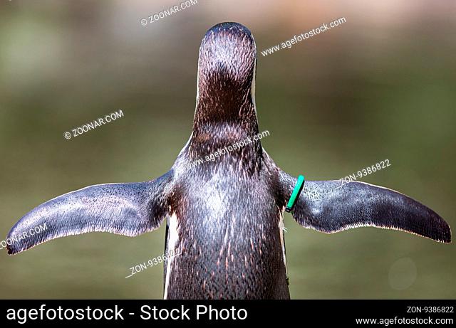 Humboldt Penguin, Spheniscus humboldti, pretending to fly, selective focus