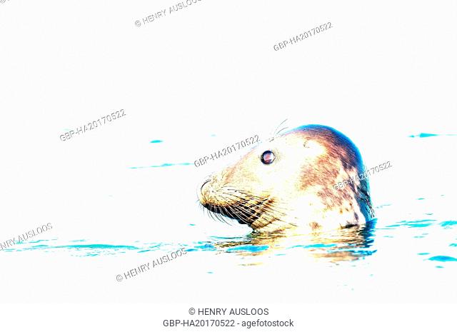 Gray Seal, Halichoerus grypus, (Phoque gris)