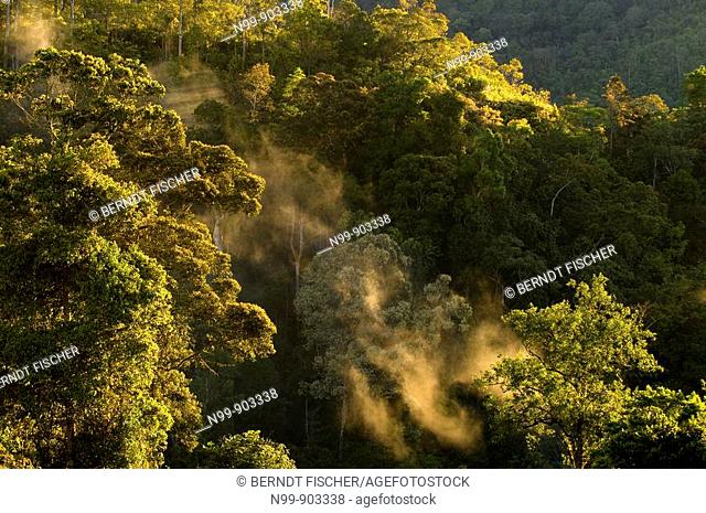 Sunrise in the mountain rainforest Kinabalu National Park Sabah Borneo Malaysia