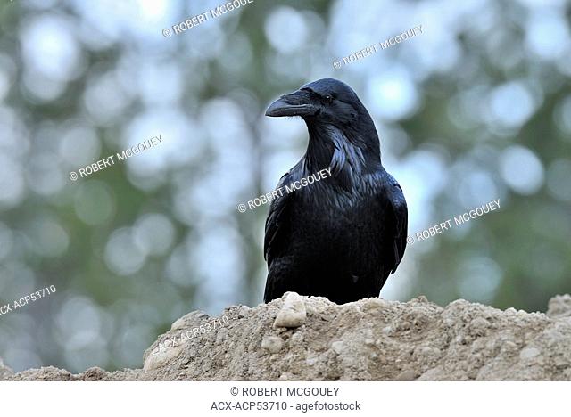 Common Raven Corvus corax, perched on the top of a pile of loose earth