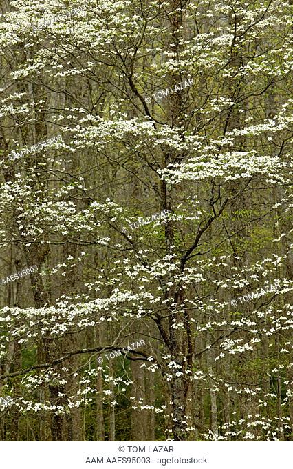 'Eastern Flowering Dogwood' (Cornus florida) Cosby Creek; Great Smokey Mountains National Park, TN - Tapestry of white flowers on branches of dogwood stands out...