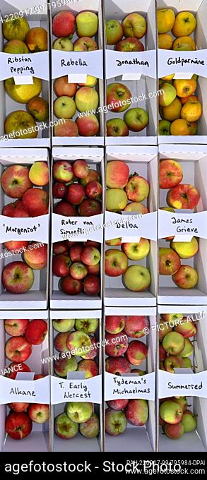 17 September 2022, Brandenburg, Müncheberg: Various apple varieties are on display for the Orchard Festival on the grounds of the Müncheberg Orchard Experiment...