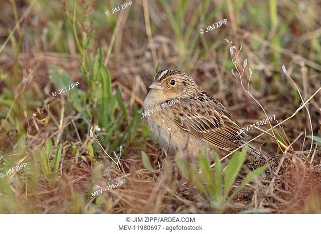 Grasshopper Sparrow in field