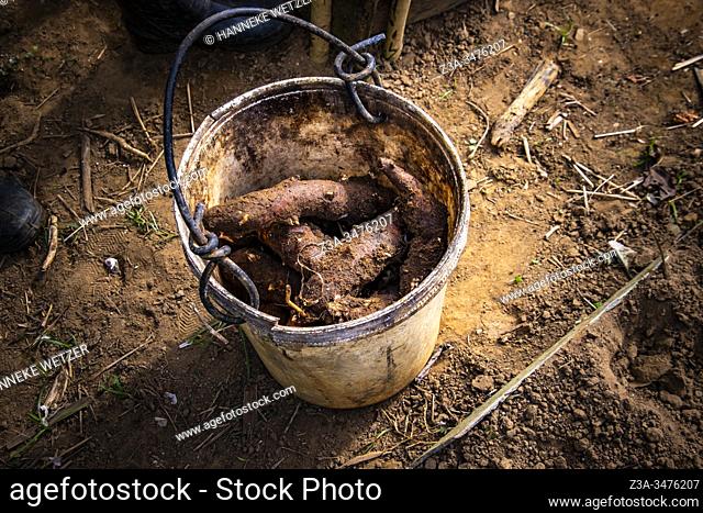 Bucket full of malanga root in Topes de Collantes, Trinidad, Republic of Cuba, Caribbean, Central America