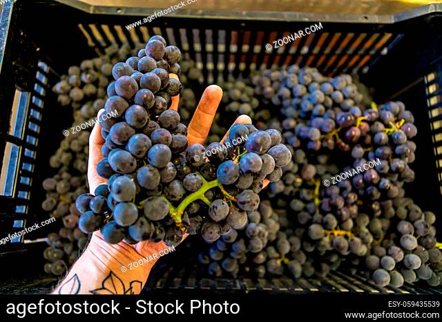 Man's hand holding a bunch of small, blue merlot grapes. Ripe and delicious fresh fruit. Blurry background with plastic container and other grapes