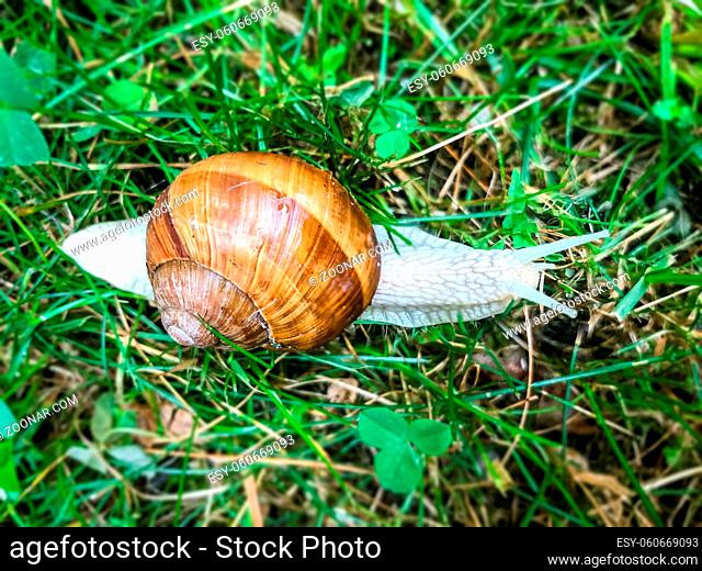 Snail in the grass close-up background. Macro photography