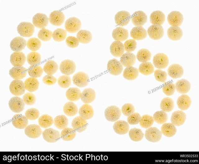 Arabic numeral 65, sixty five, from cream flowers of chrysanthemum, isolated on white background