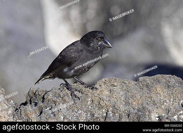 Ground Finch, Opuntia Ground Finch, Darwin's Finches, endemic, songbirds, animals, birds, finches, Large Cactus (Opuntia) ground Finch on Espanola, Galapagos