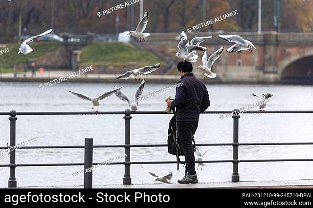 10 December 2023, Hamburg: A man feeds seagulls in the drizzle on the Inner Alster. Photo: Markus Scholz/dpa. - Hamburg/Hamburg/Germany